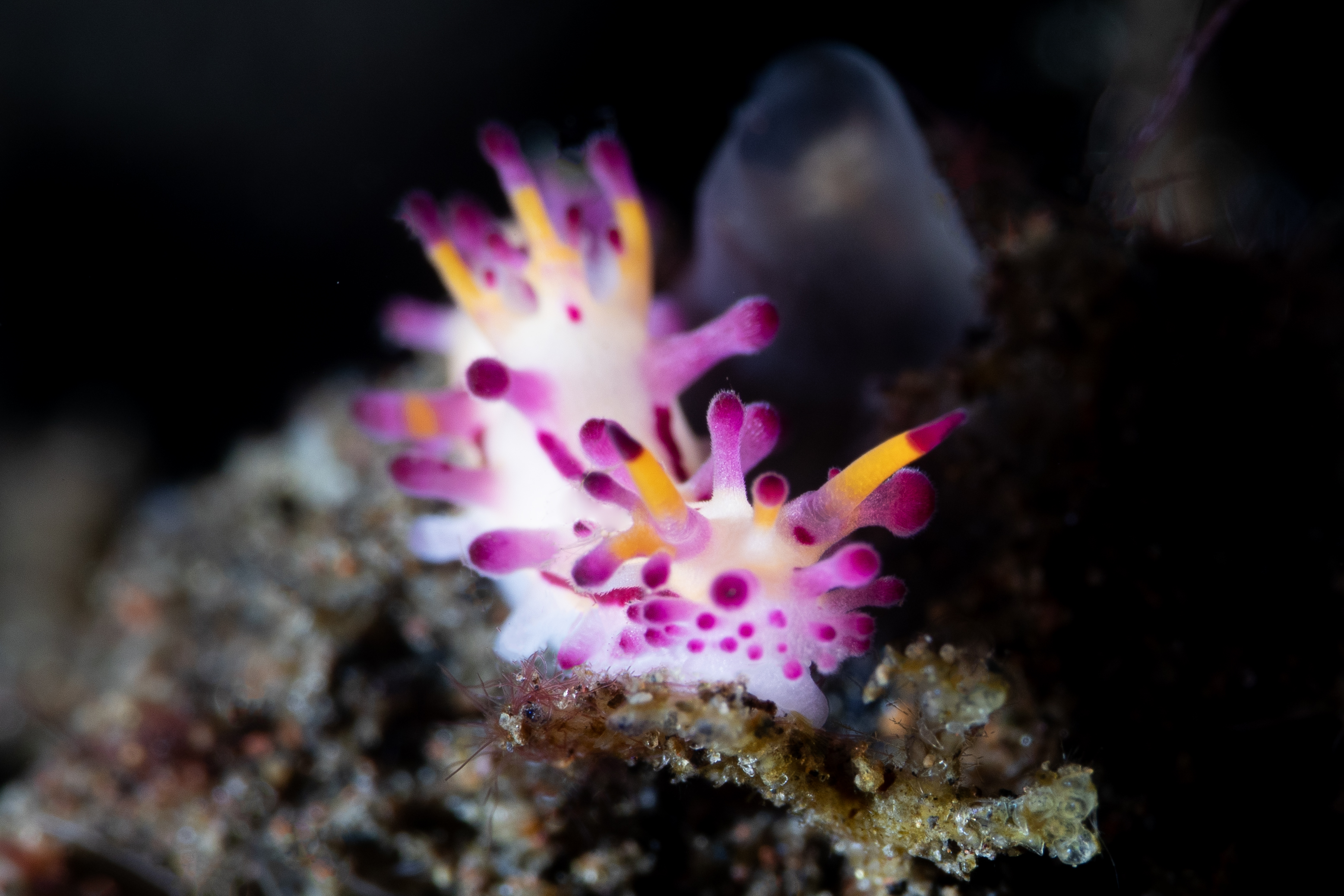 Aegires villosus